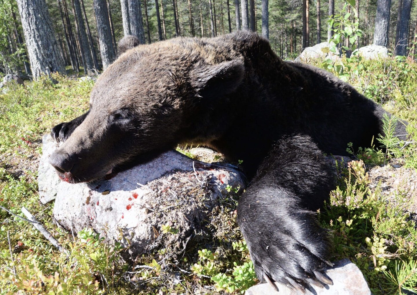 paper megafauna.jpeg