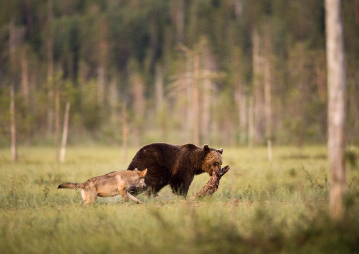 paper bearwolf-3.jpeg