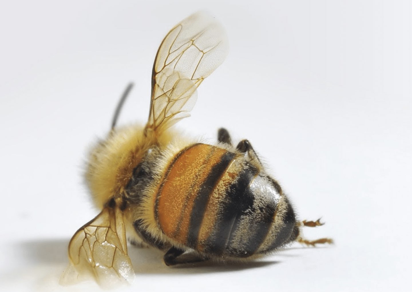 paper megafauna.jpeg