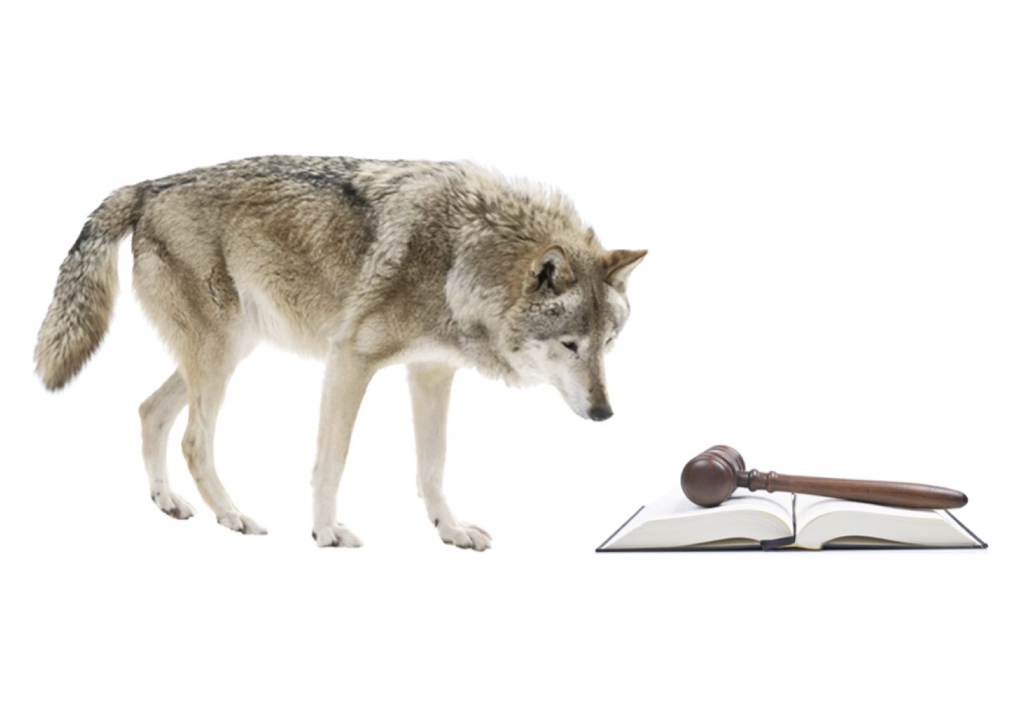 paper megafauna.jpeg