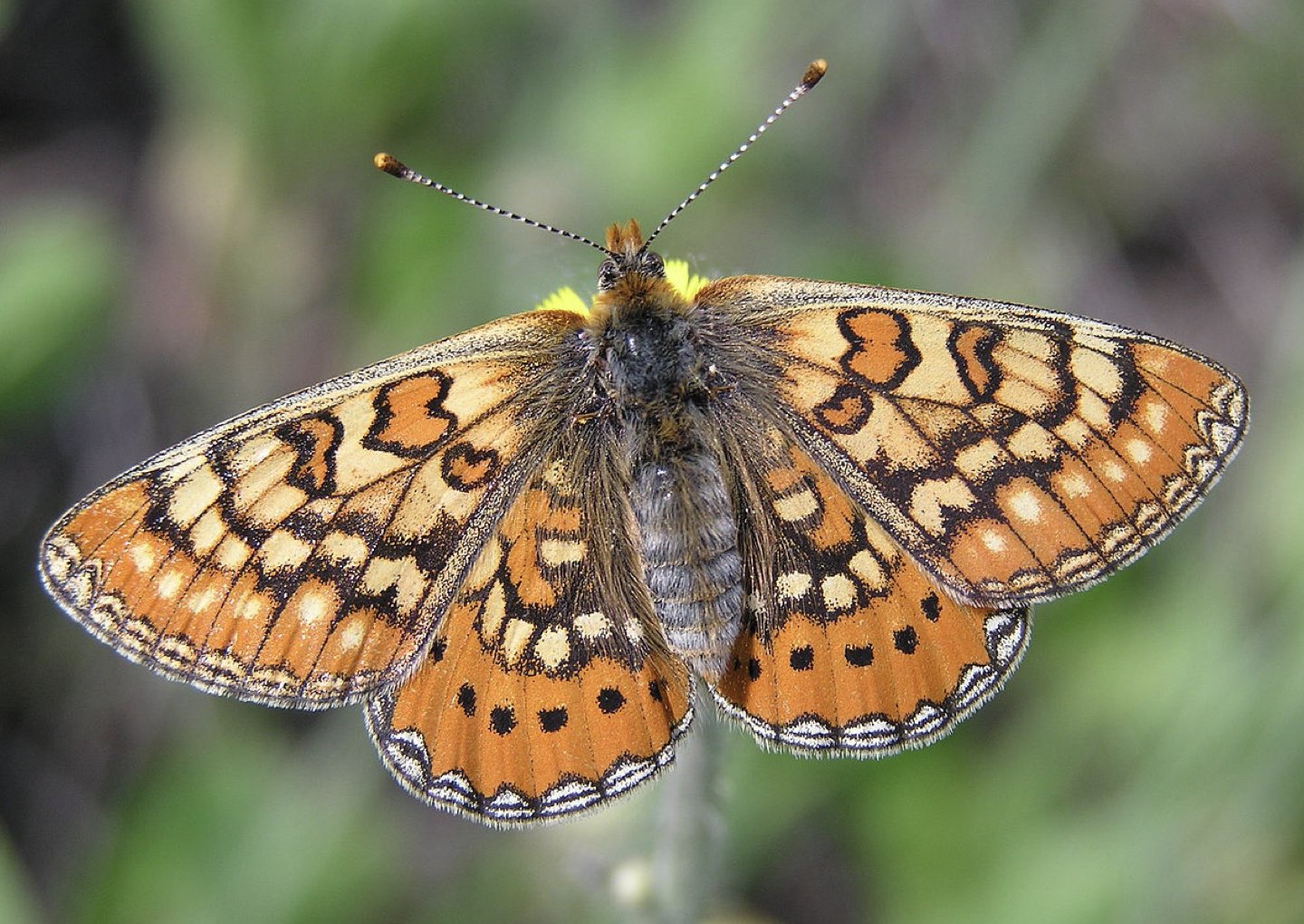 paper megafauna.jpeg