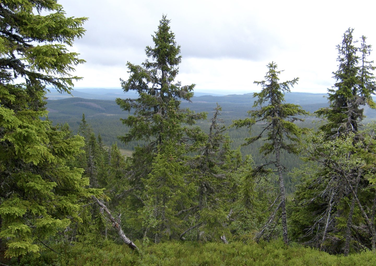 paper megafauna.jpeg