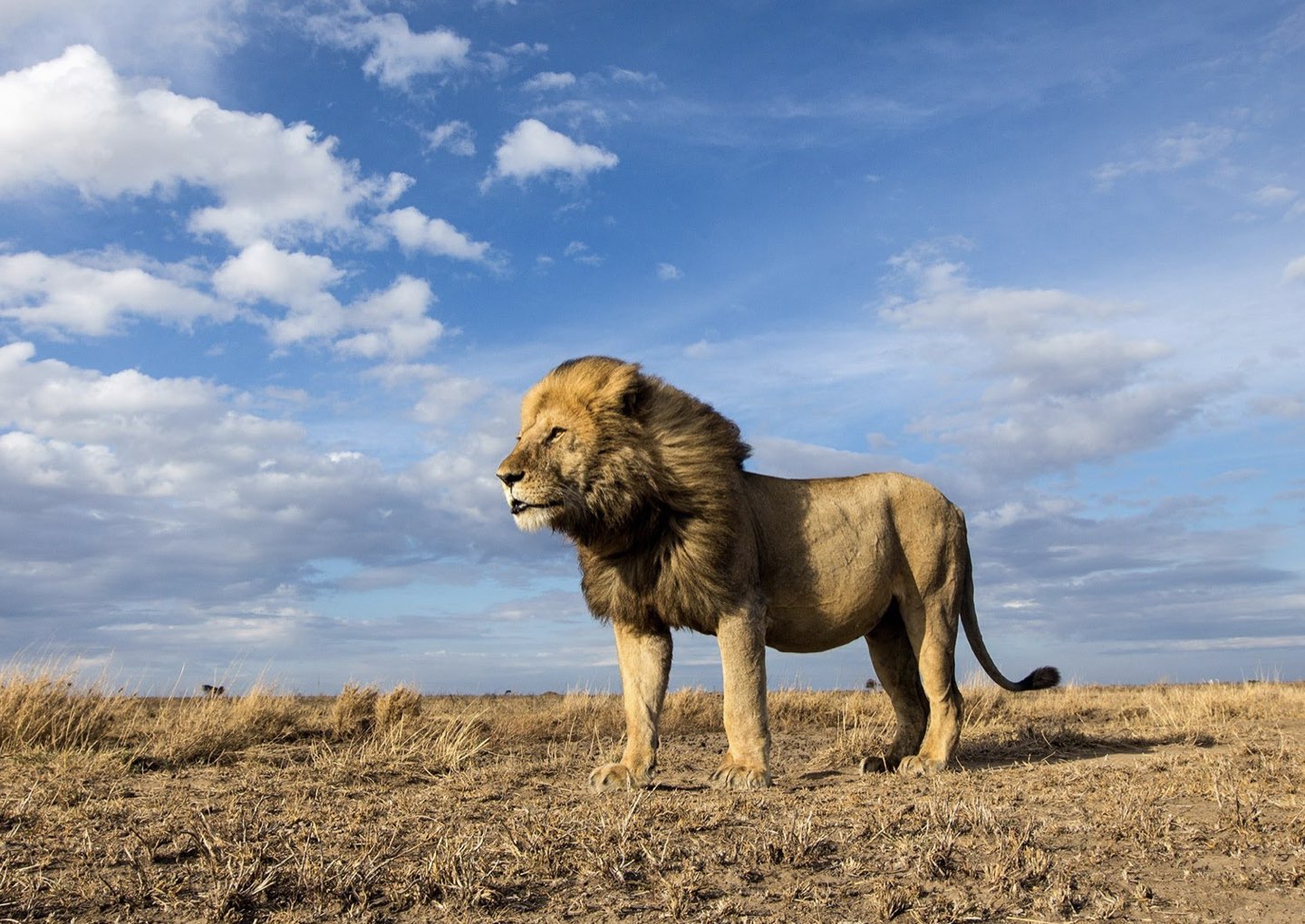 paper megafauna.jpeg