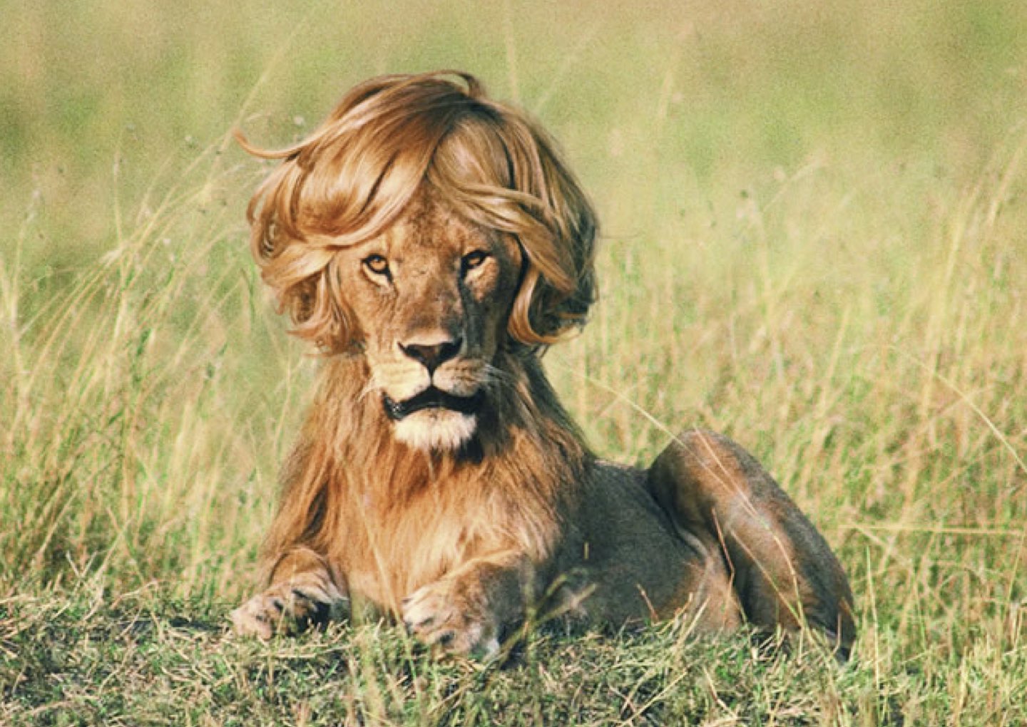 paper lionshampoo.jpeg