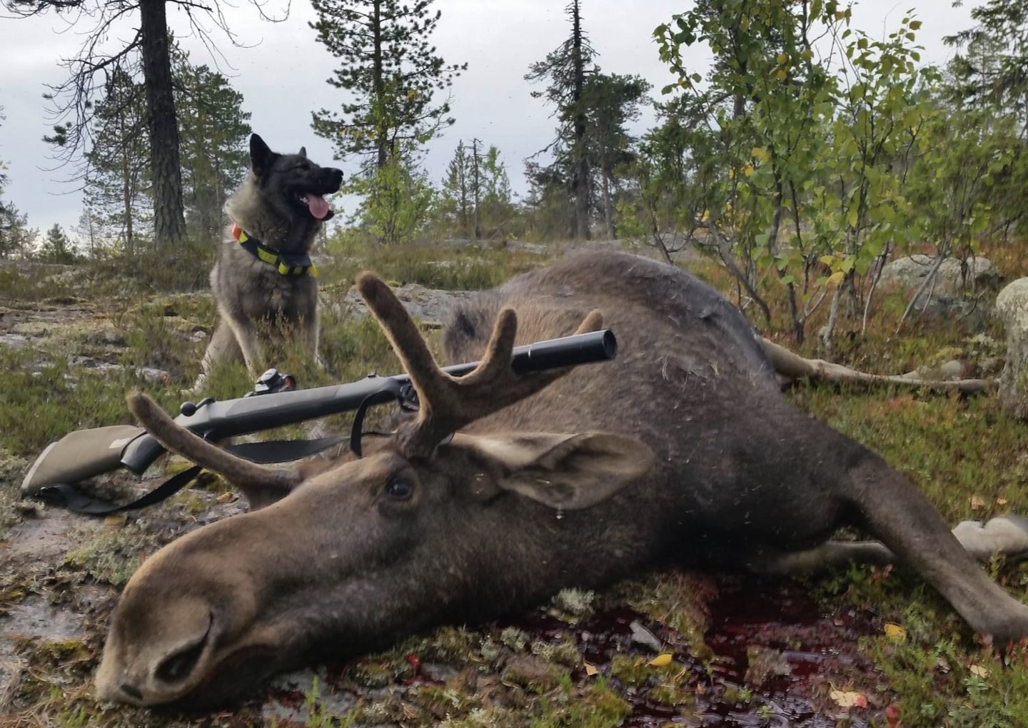 paper moosehunt.jpeg