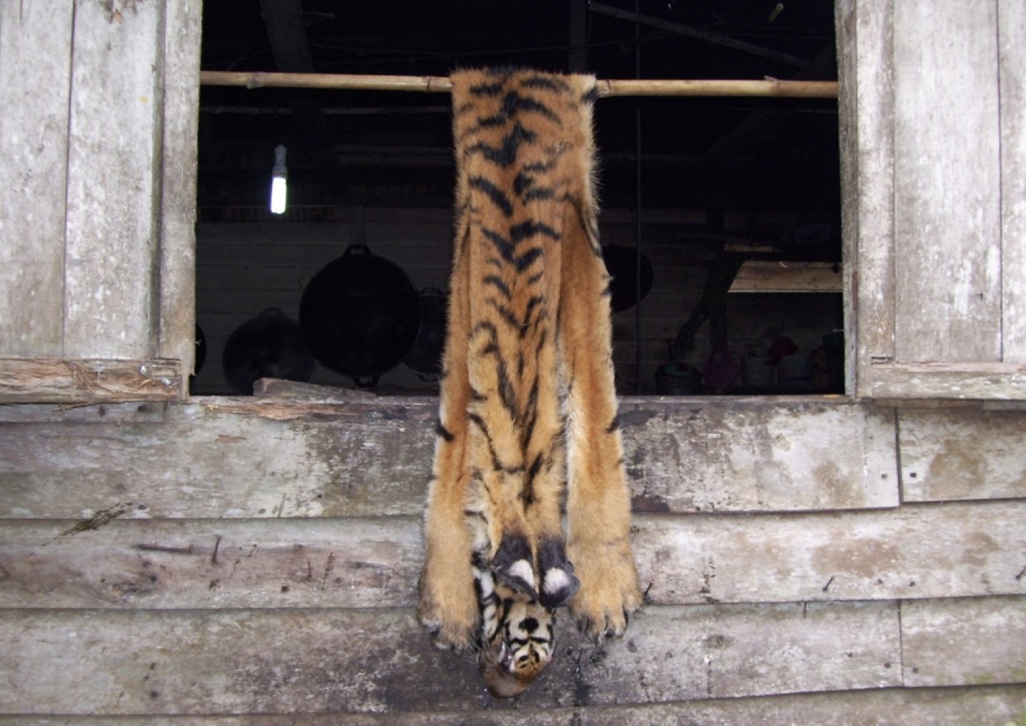 paper tigerpoached.jpeg