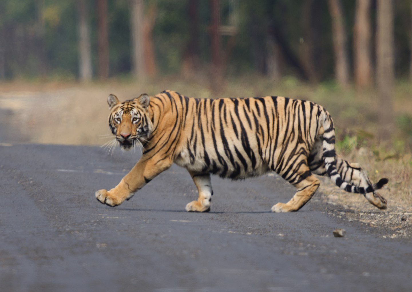 paper tigerroad.jpeg