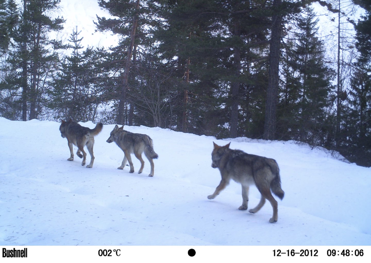 paper megafauna.jpeg