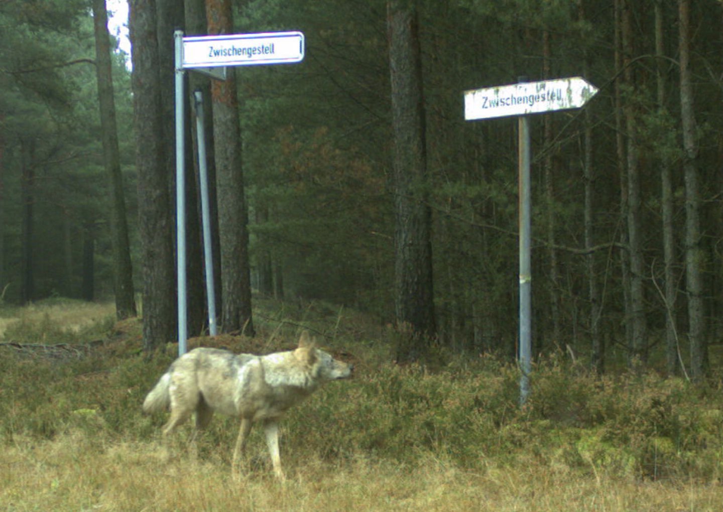 paper megafauna.jpeg